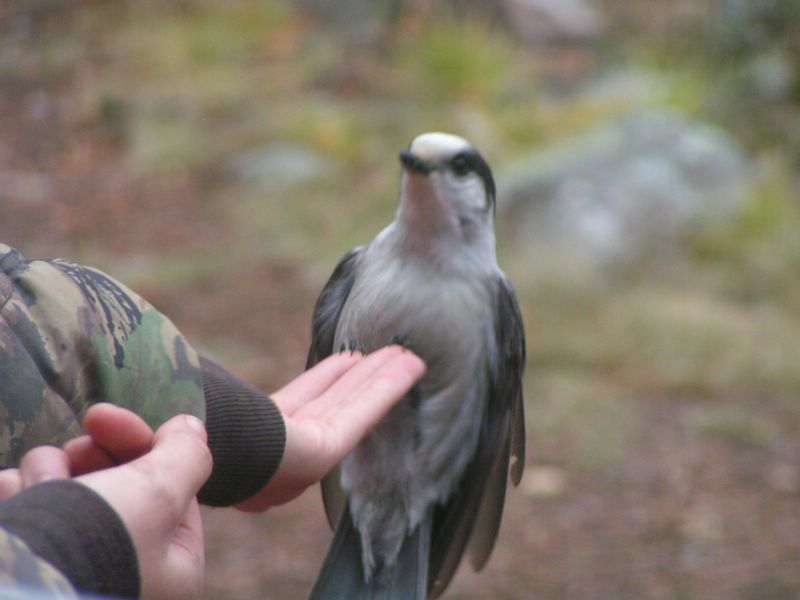 hand feeding a grey jay (Canadian Jay)