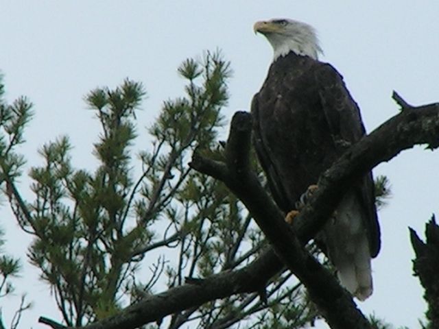 Bald eagle in tree in main camp.