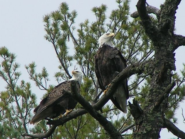 Female and male bald eagles in main camp.