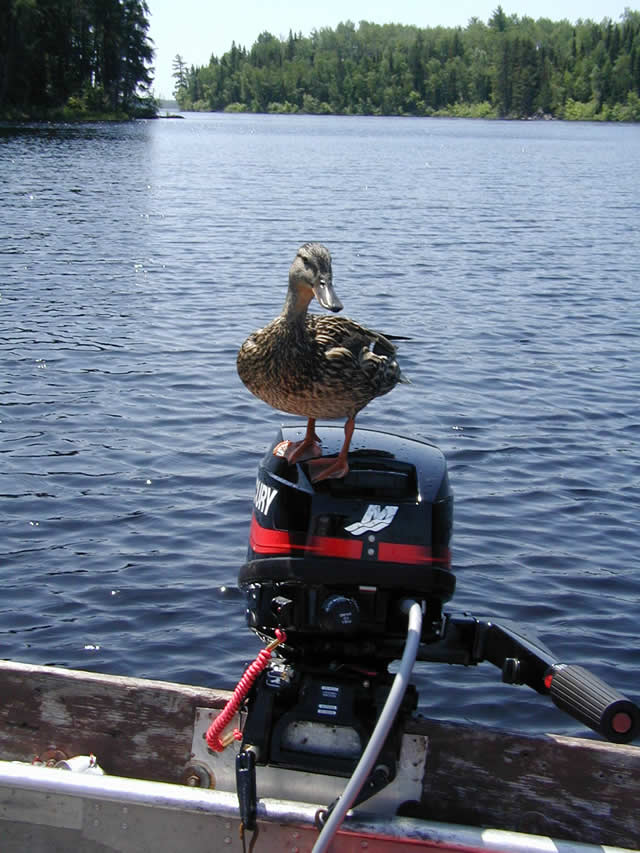 Duck on motor.