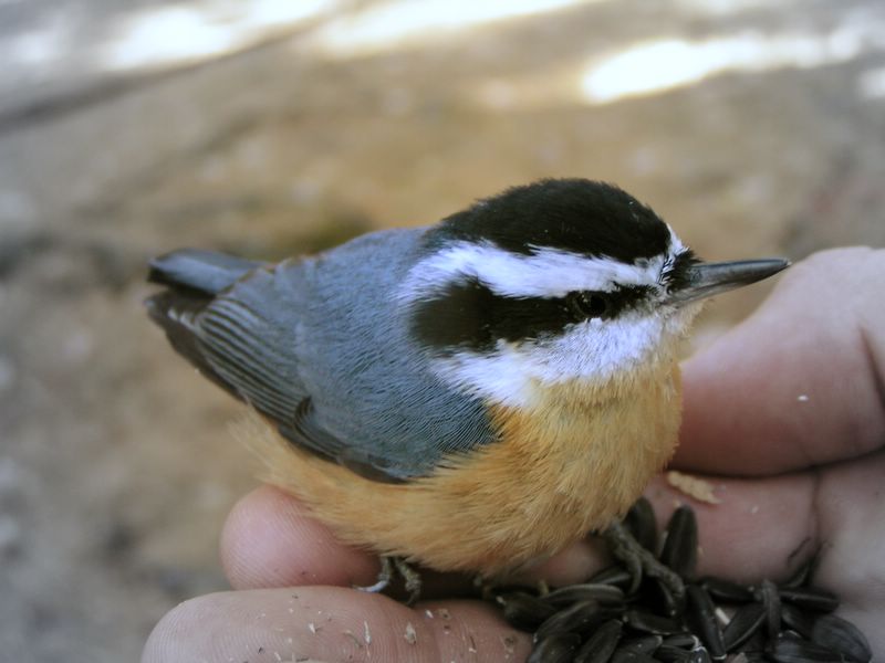Red breasted nuthatch in hand