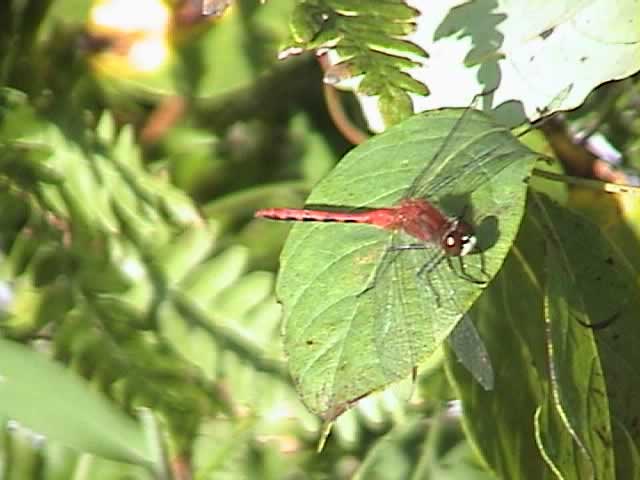 Red Dragonfly on Ottertrack side of Monument Portage